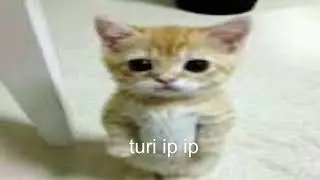 turi ip ip