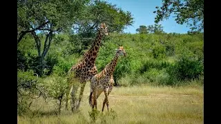 South Africa 2020