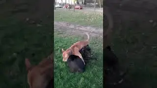 25 vs 65 New. 07.11.2023 Лана Канекорсо