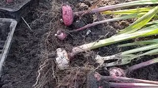 Гладиолусы. Уборка луковиц на зиму. #гладиолусы