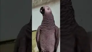 - Кусать нельзя!              - И шо? Мама не кричи!..