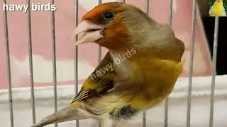 هجين حسون حامي يغرد بصوت لغة لتعليم الفراخ