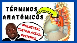 ✅ Términos ANATÓMICOS de POSICIÓN, DIRECCIÓN y MOVIMIENTO