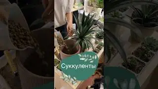 Суккуленты: грунт, свет и мангава💚 #комнатныерастения #суккуленты #грунт #комнатноецветоводство