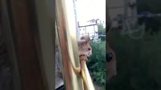 Высматривает Кентов 😂 