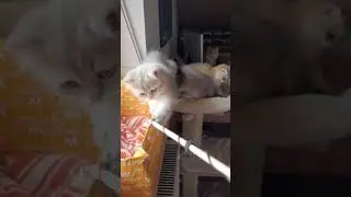 Бедный лютик🌸