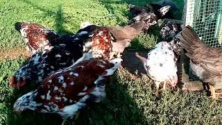 Цыплята разных пород нашего  подворья!! Новый вывод цыплят!