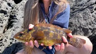 Wrasse Fishing with Lures - NORTH WALES