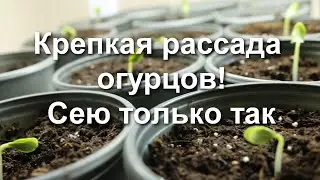 Огурцы на ранний урожай! Посев огурцов на рассаду. Посадила своим проверенным способом