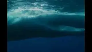 The Blue Whales in The Blue Planet