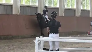 HP Elfentraum (Fürstenball x Diamond Hit x De Niro)