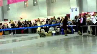 Кобели открытый (3). Россия 2011