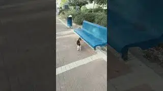 КОТ БАНДИТ И НАВЕС