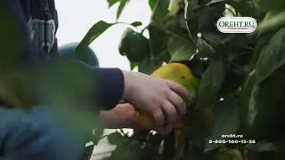 Стальной парник АГРОЩИТ