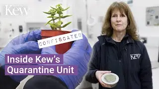 Inside Kew's secret Quarantine Unit