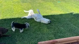 Our boys🐾 playing🥰 #furbabies #dogs #puppies #pets #family