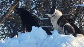 Типа Акелла))