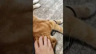 Картина "Ну это Греция" #искусство #творчество #котики