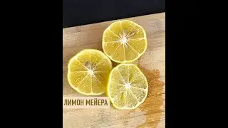 ЛИМОННОЕ ДЕРЕВО МЕЙЕР, ЛИМОН ЛИЗА