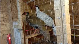 Как я поехал за инкубатором, а.......