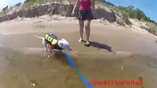Kohler-Andrae State Park - Sochi The Pit Bull Learns To Swim - 07/04/2014