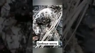 Мамулечка дома. Грибные места❤️❤️❤️