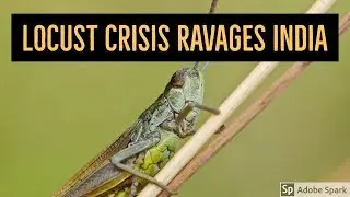 What caused the locusts outbreak?|Swarms of Locusts ravaging India|Inspired by Science