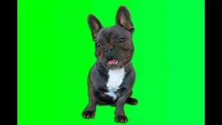 Dog Green screen Effect HD 