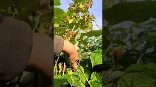 есть тут любители по собирать малину?🧐 #душакарелии#деревня #малина#рыбалка#природа#карелия