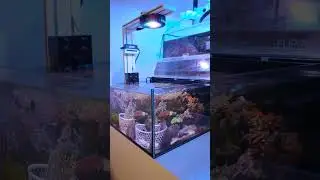 The ultimate frag tank setup | dump corals let them grow