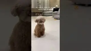 영어 공부하는 강아지 #미소아라TT #스픽