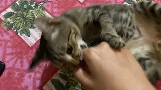 KITTEN CLUTCHES 😾 | BGIS GRIND | SANTA OZ🔥✔️
