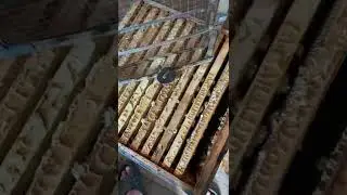 Что нужно знать при выборе медогонки
