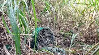 Bẫy chim cuốc bẫy quốc bằng mồi kẹp loa