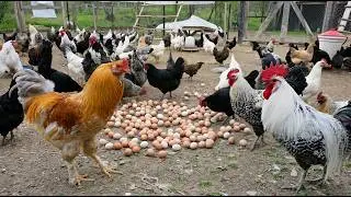 Organic Chicken Farming for Eggs - Free-Range Chickens Countryside Routine - Egg Collection