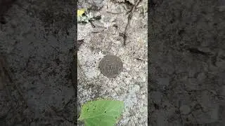 Деньга 1751 года #metaldetecting #коп