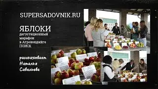 ВКУСНЫЕ ЯБЛОКИ: рассказ д.б.н. Натальи Савельевой