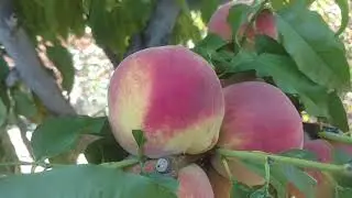 Персик Харроу Бьюти / Peach Harrow Beauty/ Отзыв и видео от питомника Макси Сад