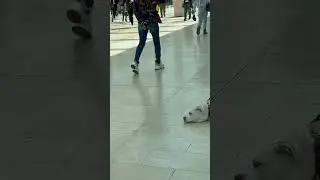 Good Life #song #trending #trendingshorts #shortvideo #shortsvideo #funny #dog #short #shorts