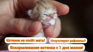 Feeding a kitten from day 1! The kitten isn't sucking! Lack of sucking and swallowing reflexes?