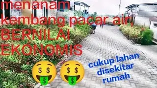 Disekitar rumah pun bisa. Kembang pacar air tumbuh subur dipekarangan rumah #belajaryoutube #yt