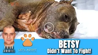 Hope Rescues Betsy the Pit Bull Who Didn't Want to Fight! - 