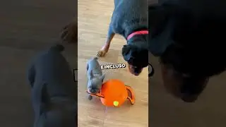 This Puppy Inspired the Adult Dog to Play Again ❤️