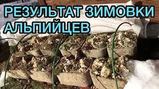 Результаты зимовки альпийских растений в гипертуфовых корытах