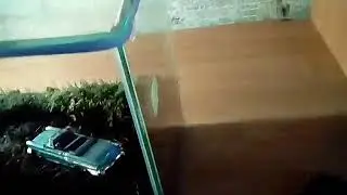 Вечный террариум #2
