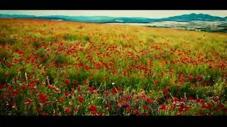 A field of poppys, Barcea Mica, Romania.