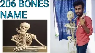 Human skeletal system/ Bones/Skeleton/206 Bones Name/Axial Appendicular skeleton./ @CPGhosh