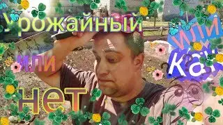 Урожайный огород Агронома, или как Агроном огород сажал!!!