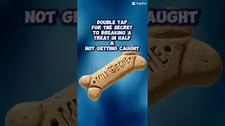 The Best Dog Treats #englishbulldog #dogs #cuteanimals