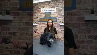 The fourth dog of the day always takes the most brainpower 😂 #funny #trend #doggrooming
